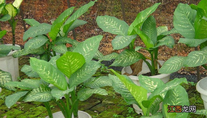 万年青长什么样