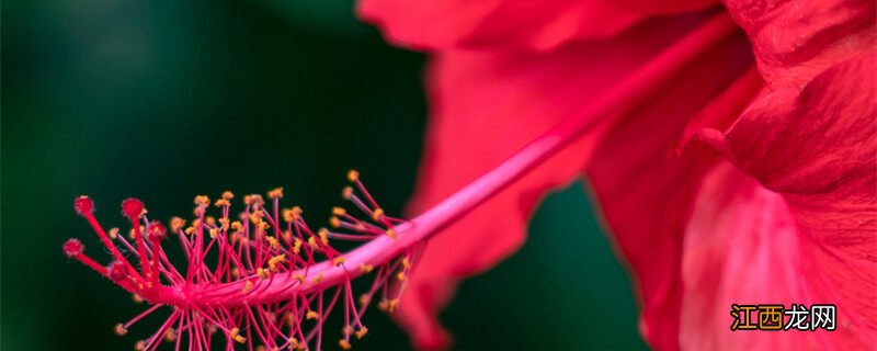 桑叶牡丹的养殖方法和注意事项