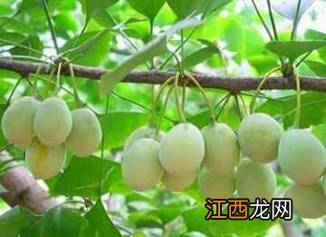 养生食疗,二十种五谷杂粮的营养价值,受用一生!