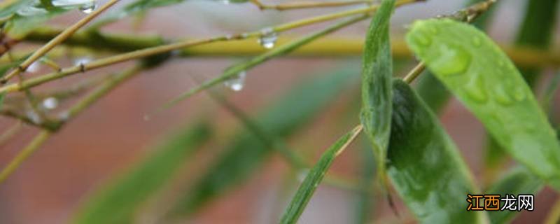 梅雨季节衣服有味道怎么办