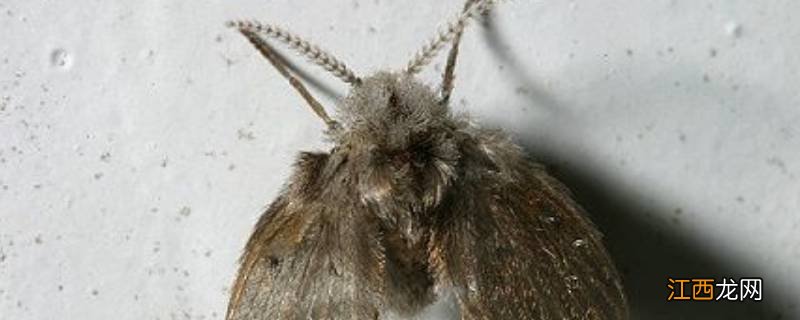 蛾蚋为什么往人身上飞