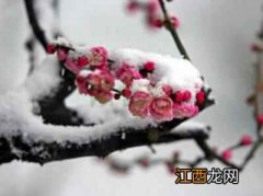 大雪节气如何养生？ 大雪节气7大养生要点