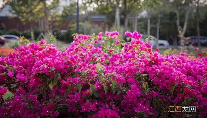 杜鹃花放家里吉祥吗