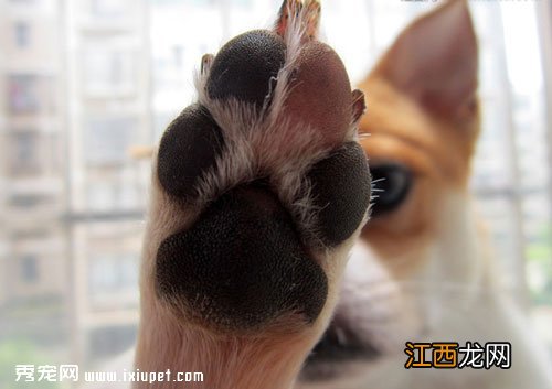 为什么不能让狗狗趾甲太长?