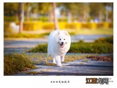 凶猛的犬有哪些品种