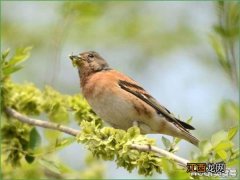 “余钱”来了，这种野菜触手可得，但降血糖，可减肥