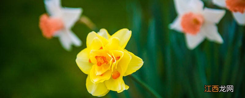 水仙花的外形和特点