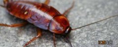 蟑螂为什么怕热水