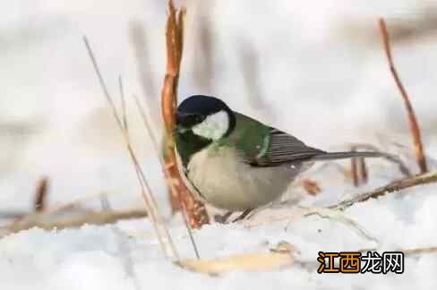 今日大雪｜这样养生，一年都会有好气色！