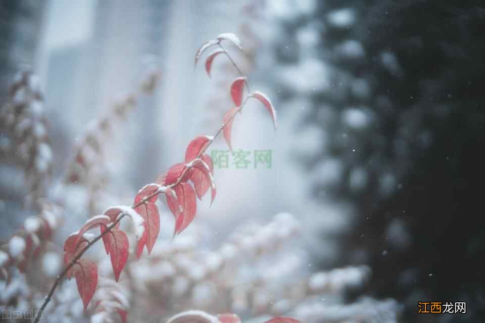 今日小雪｜小雪节气注意防3病，养生当以养肾为先，为来年打基础