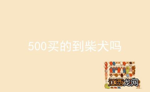 500买的到柴犬吗