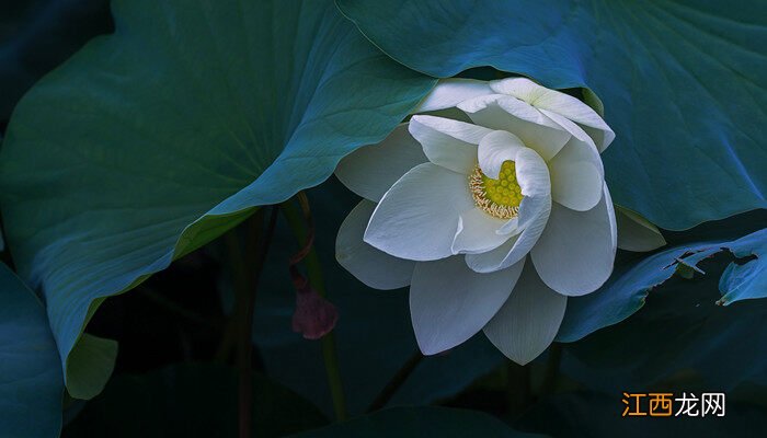 姜荷花怎么养 会一直开花吗