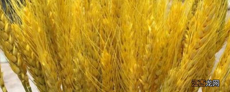 大麦出来的是什么粮食