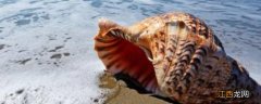 大海螺蒸多长时间就熟了