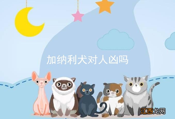 加纳利犬对人凶吗