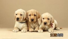 5种最可爱的狗狗排名