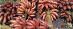 红皮香蕉和黄皮香蕉有什么区别