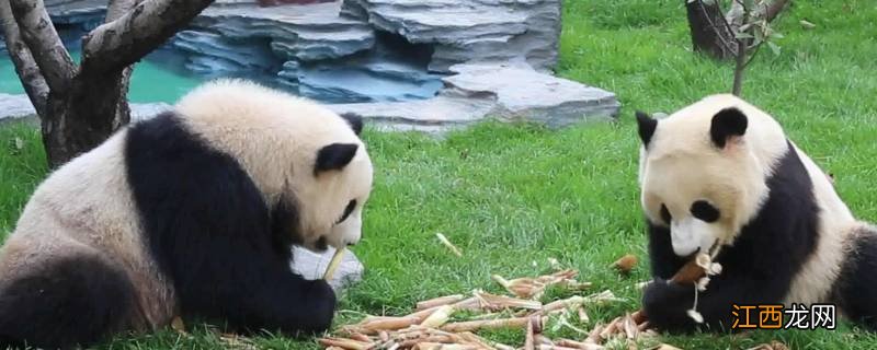 熊猫爱吃的竹子实际上是什么