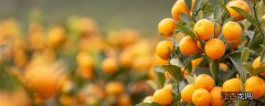 金桔树的养殖方法和注意事项