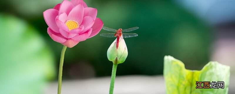 花的象征意义