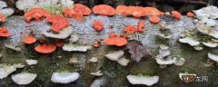 农村常见毒蘑菇有哪些