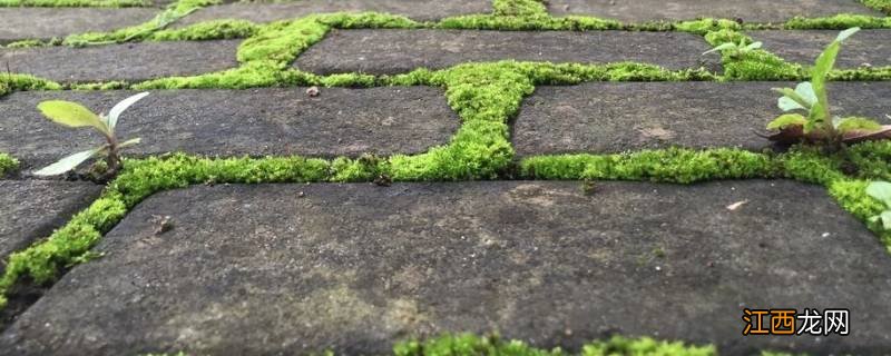 露天水泥地青苔小窍门