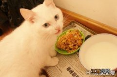 自制猫饭的方法和食谱 自制猫饭的懒人做法