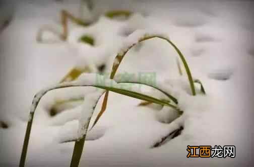 今日大雪！天渐寒，医生提醒养生多注意这些方面