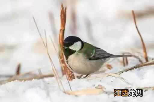 今日大雪！天渐寒，医生提醒养生多注意这些方面