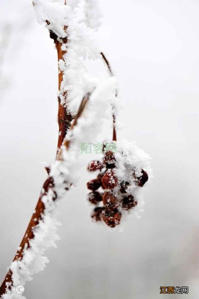 小寒大寒冻成一团，别怕，黄爱古典告诉你大寒养生的秘诀！