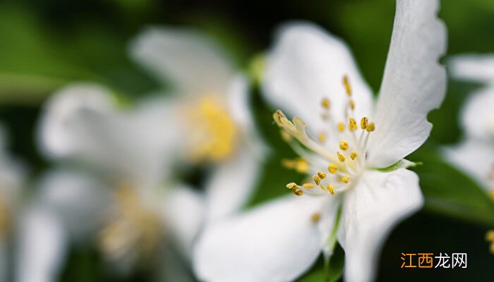 茉莉花怎么养才能茂盛