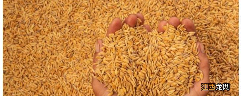 谷子生虫子了怎么办