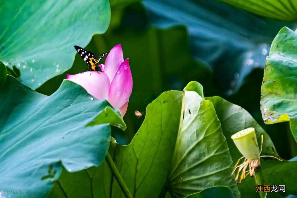 68岁老人坦言：既开心又养生的新型养老方法真不错，还有三个好处