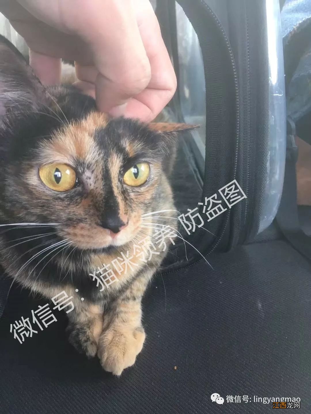 【喵星人寻领养】