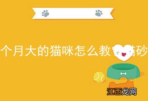 一个月大的猫咪怎么教它猫砂盆