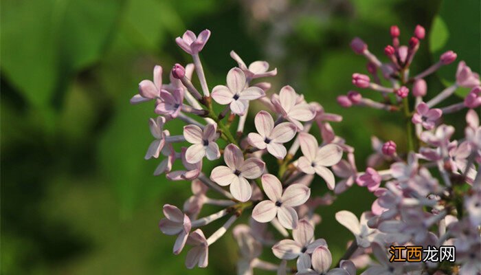 丁香花什么时候开