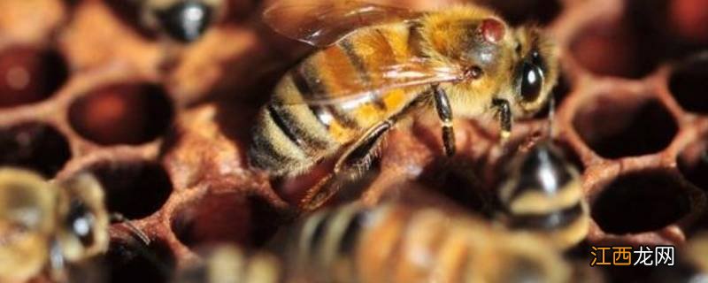 土蜂怎么才能消灭