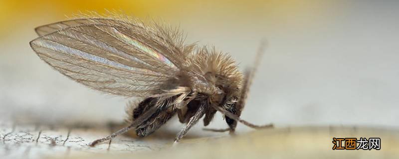 屋里有小飞虫怎么办