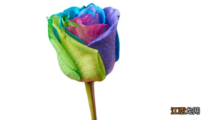 七彩玫瑰花语