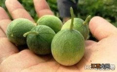 过去被叫做“屎瓜”的野生植物，如今为啥成了香饽饽？