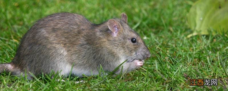 老鼠怕什么声音灭鼠