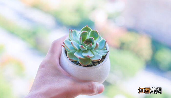 多肉植物第一次怎么种