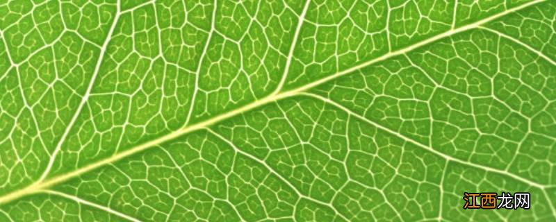 叶脉的花纹像什么