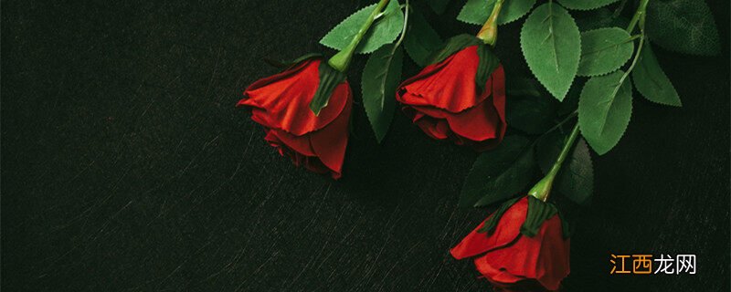 盆栽玫瑰花怎么养才不会枯萎