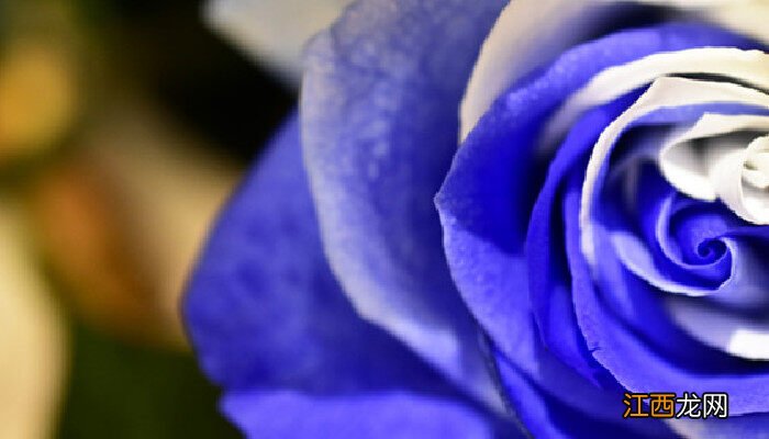 蓝色妖姬和蓝玫瑰的区别