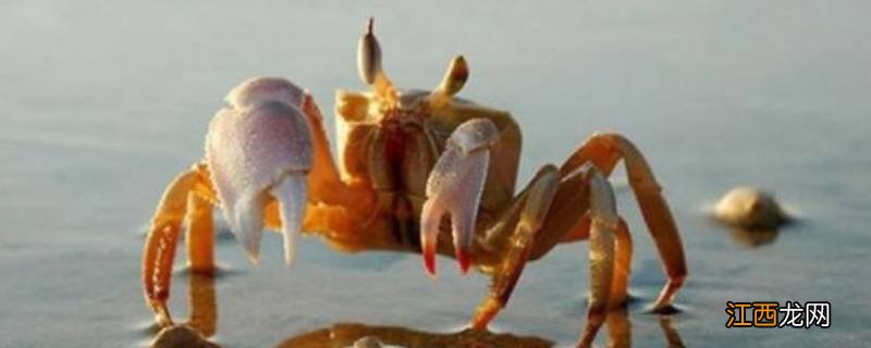 螃蟹发苦怎么回事