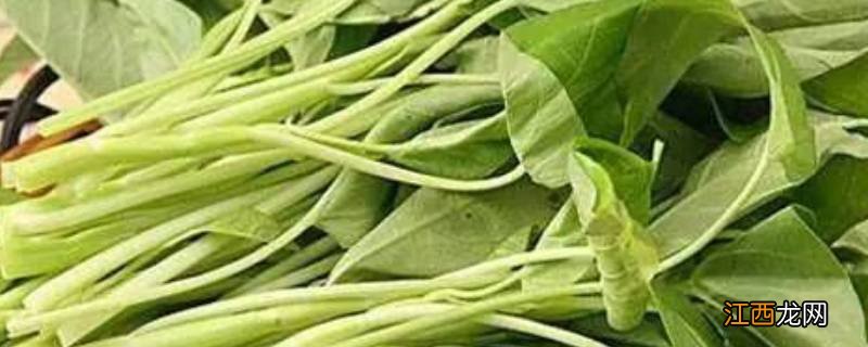 藤菜又叫什么菜