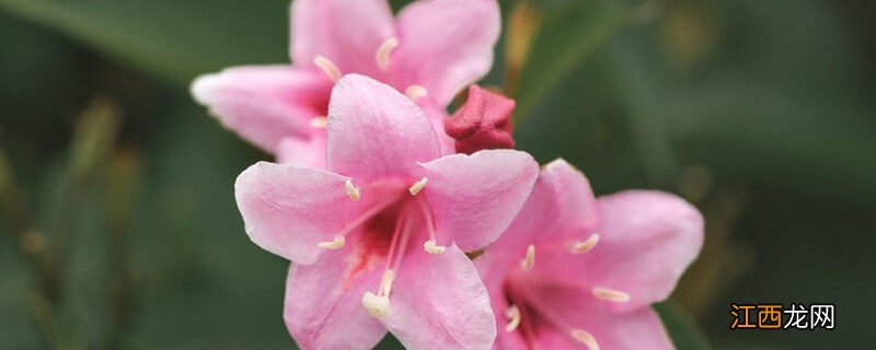 锦带花一年开几次花