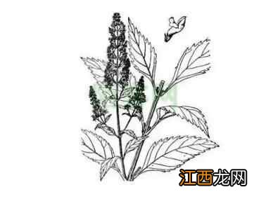 新品推荐：天天喝凉茶竟然能养生？原来重点在这几味！