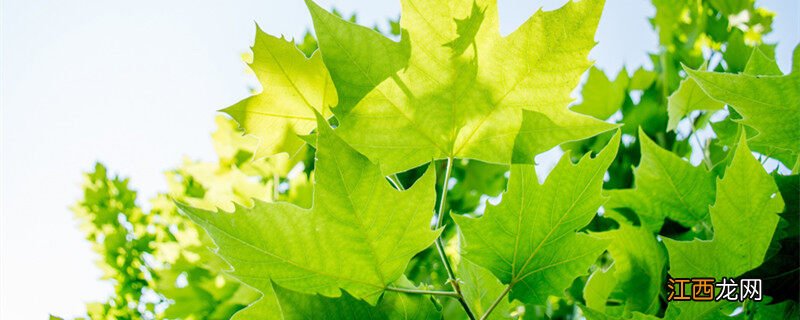 梧桐和枫树一样吗